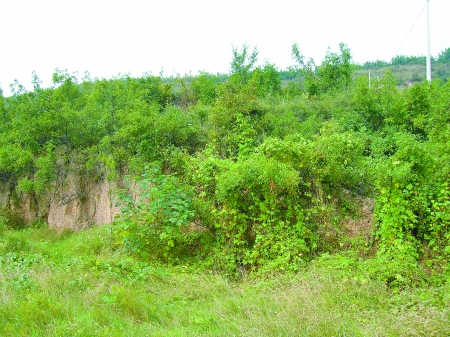 白痴皇帝入主洛阳宫